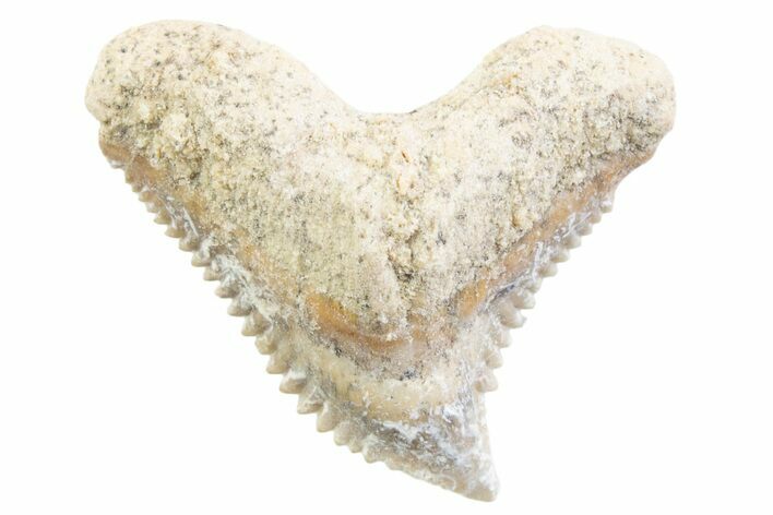 Tiger Shark (Galeocerdo Eaglesomi) Tooth - Dakhla, Morocco #371988
